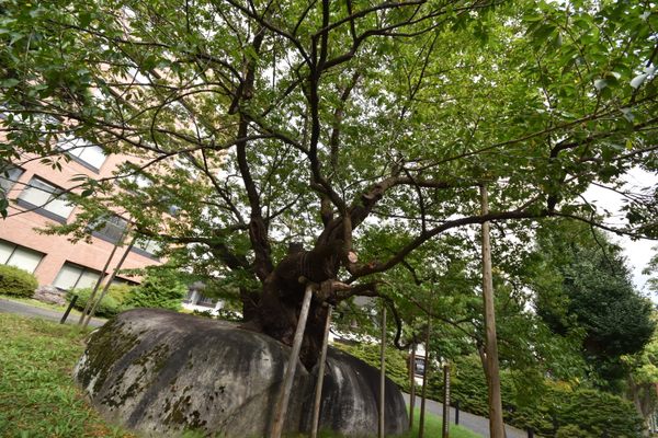 Pohon ceri yang memekukan batu di Morioka, Jepang