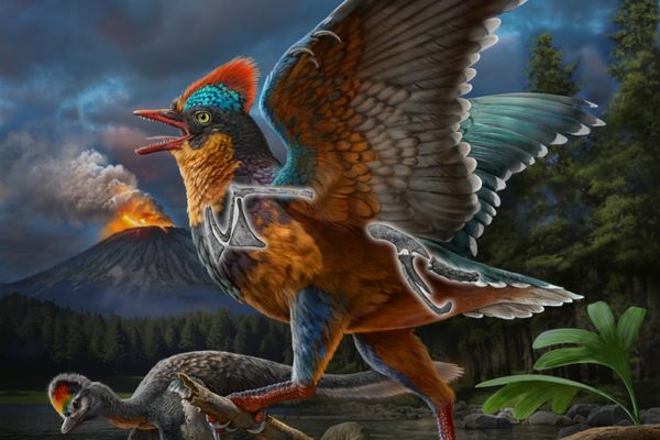 Ekor baru yang mengejutkan dari jurassic cina