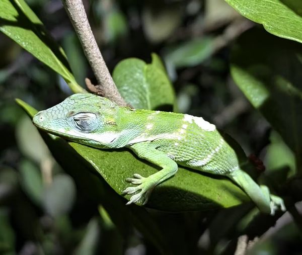 Cracking Open Evolution's Black Box di 'Lizard Island'