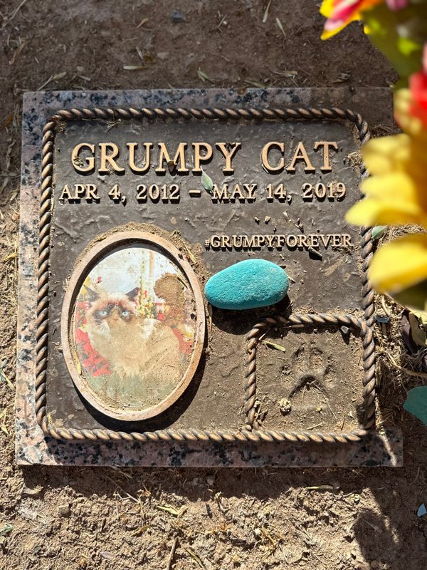 Kuburan kucing pemarah di Sun City, Arizona