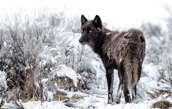 Serigala memiliki reputasi yang buruk. Seorang naturalis Yellowstone sedang mencoba memperbaikinya.