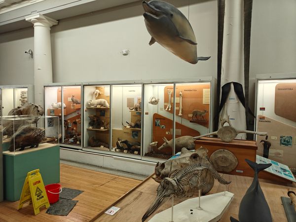 Museum Zoologi Hunterian di Glasgow, Skotlandia