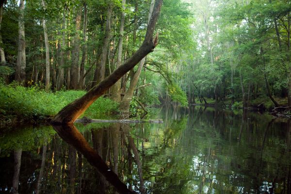 Bagaimana seorang ahli biologi menggambar peta Taman Nasional Congaree yang disetujui oleh Ranger